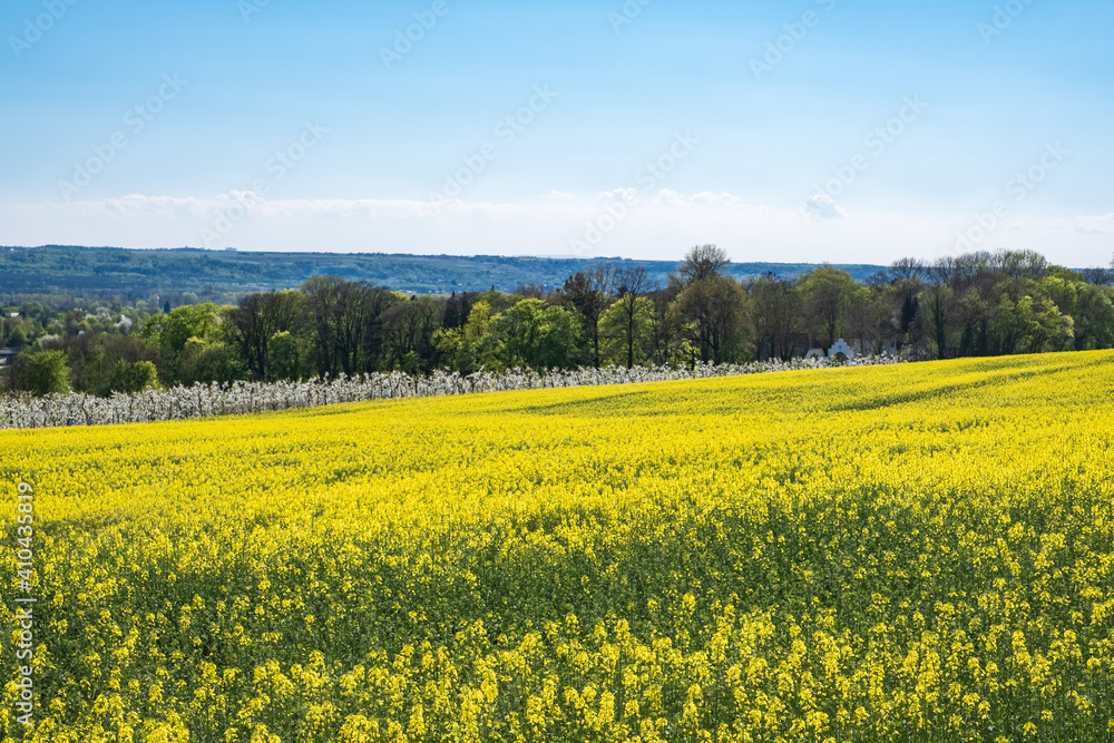 View over a blooming rapeseed field under a blue sky and white clouds near Wiesdaden / Germany 