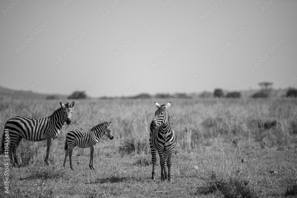 Obraz premium zebras in the savannah