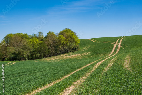 Lanes in a green meadow under blue sky and white clouds in spring near Wiesbaden / Germany 