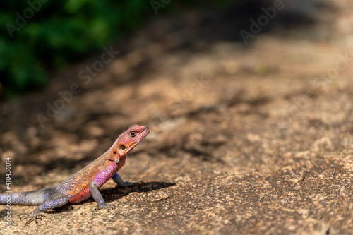 rainbow Agama lizard on the rock