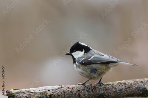 A small tousled Coal tit is in the cold on a brown branch on blurred background