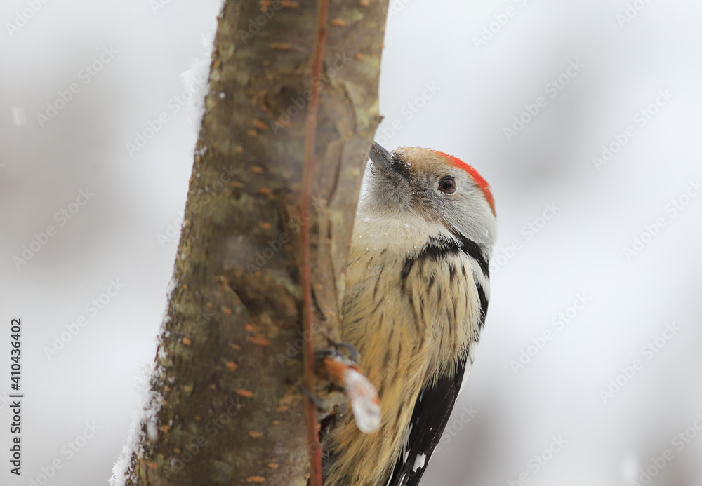 Portrait of a woodpecker sitting on a tree and doing his job under a snowfall. Portrait of a woodpecker sitting on a tree and doing his job under a snowfall.