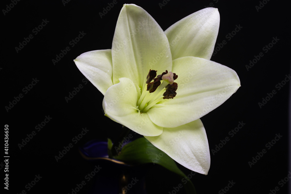 white lily flower white lily flower