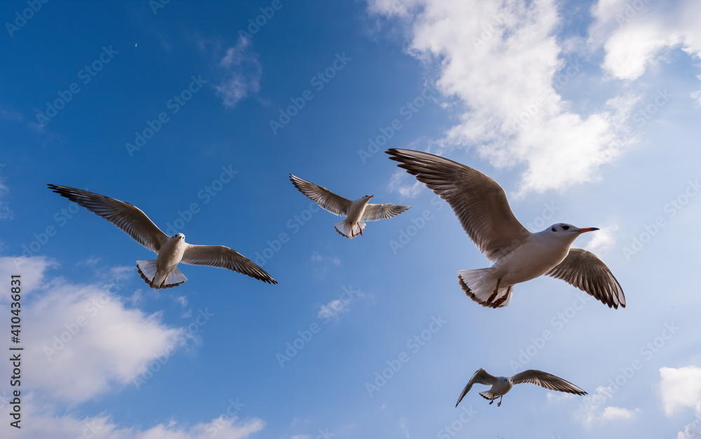 Fototapeta premium flying seagulls in the blue sky