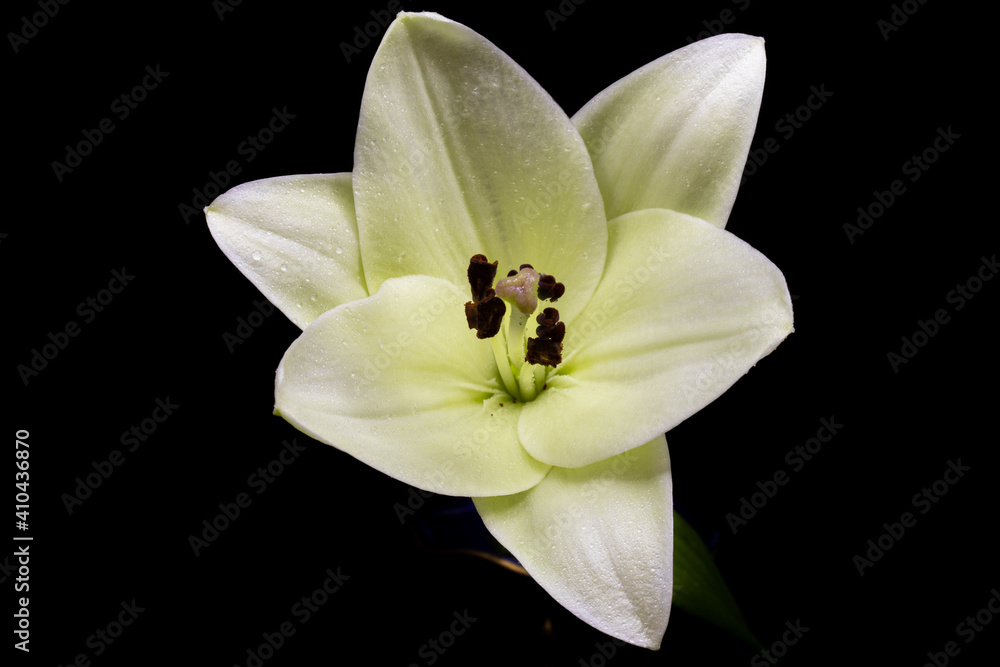 white flower on black white flower on black