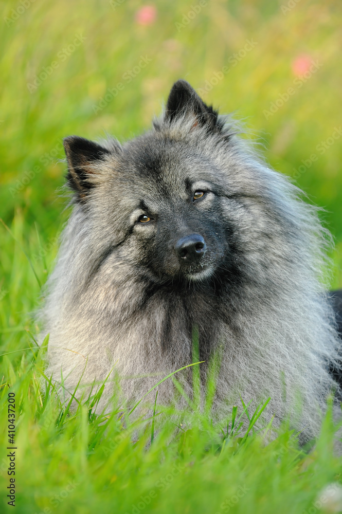 Keeshound in the countryside...Wolfsspitz Keeshound in the countryside...Wolfsspitz