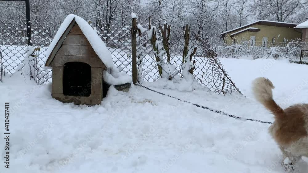 A dog on a chain in the snow near the booth. In the yard there is a mongrel on a leash. Pet on the background of a wooden booth. A dog on a chain in the snow near the booth. In the yard there is a mongrel on a leash. Pet on the background of a wooden booth.