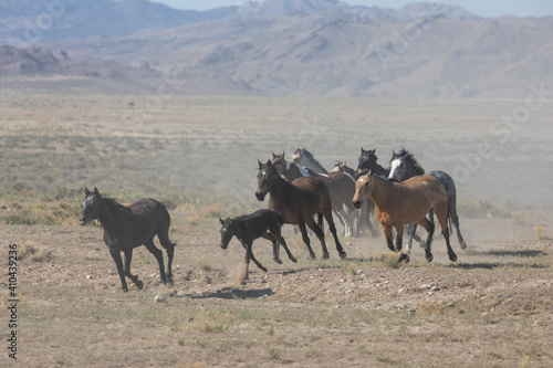 Herd of Wild Horses Runnng Across the Utah Desert © natureguy