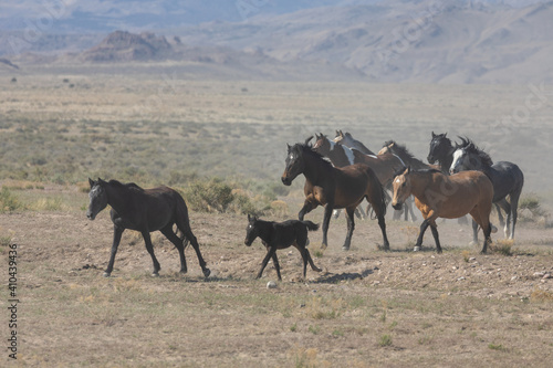 Herd of Wild Horses Runnng Across the Utah Desert © natureguy
