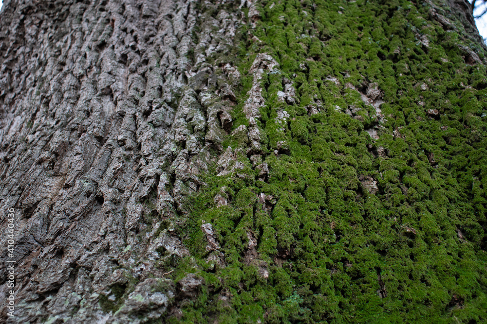 Green moss on half of a tree trunk. Green moss on half of a tree trunk.