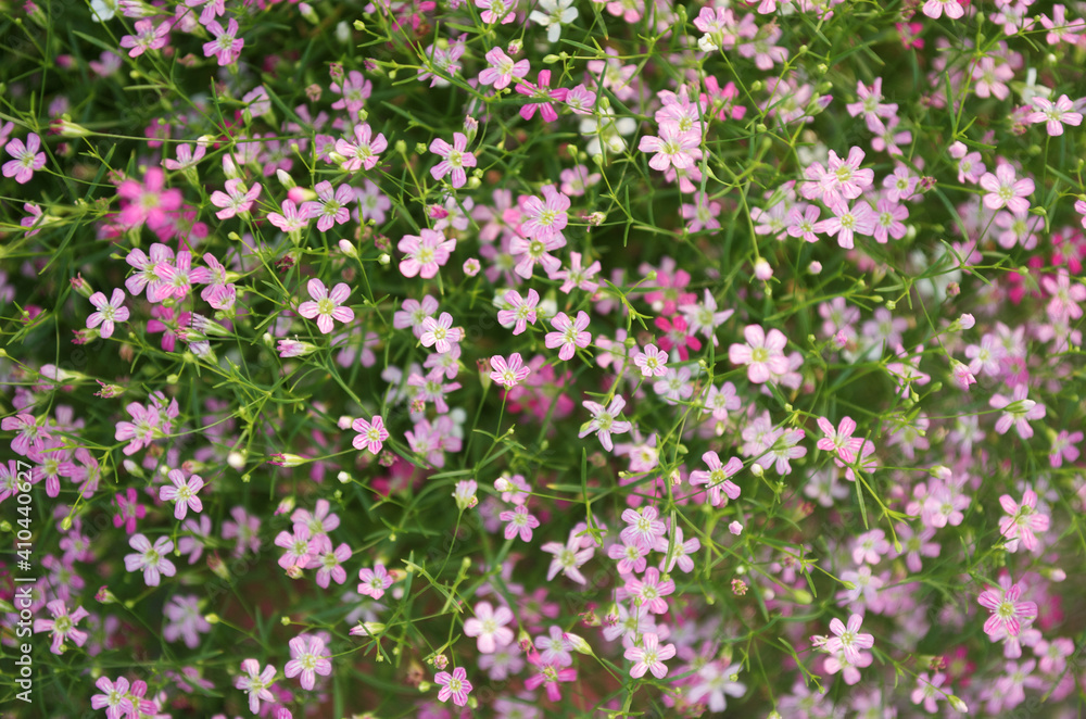 pink flowers  and green leaves with blur