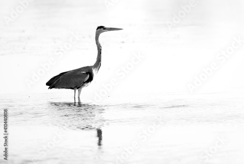 A portrait of a Grey Heron and reflection on water at Tubli bay, Bahrain