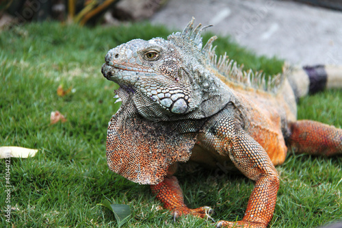 Terrestrial Iguana of Guayaquil in Ecuador 