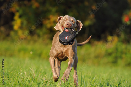 Fototapeta Naklejka Na Ścianę i Meble -  Weimaraner dog, hunting dog