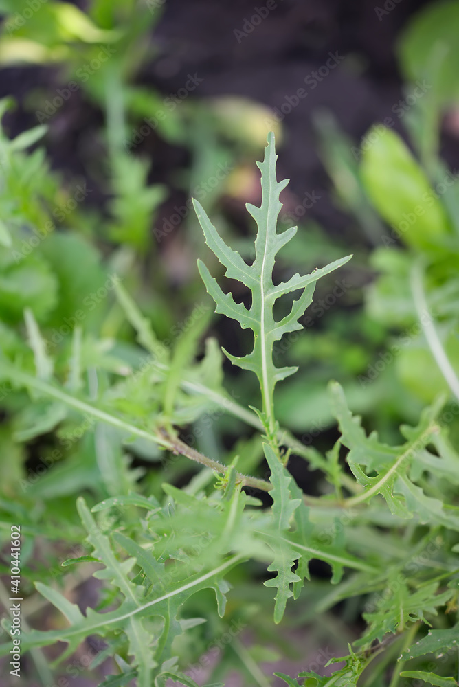 arugula arugula