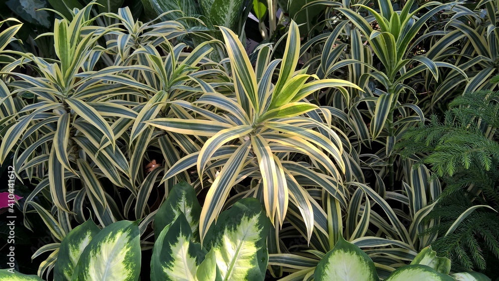 scenic view of fresh green plants for multipurpose use scenic view of fresh green plants for multipurpose use