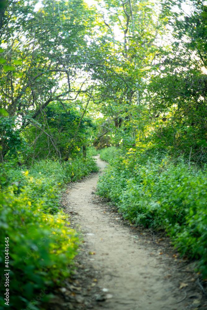 Fototapeta premium path in the forest