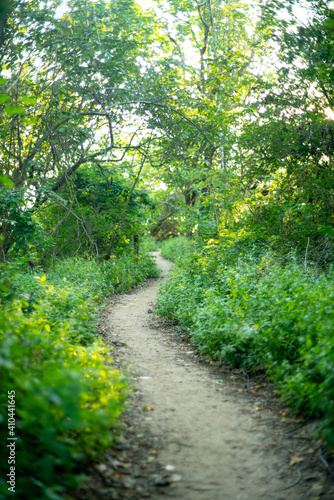 path in the forest