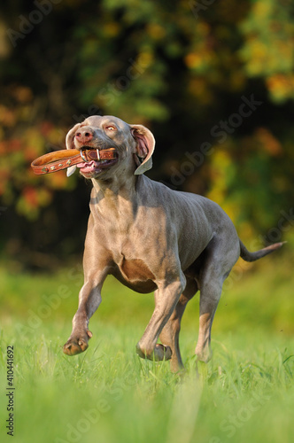 Weimaraner dog, hunting dog photo