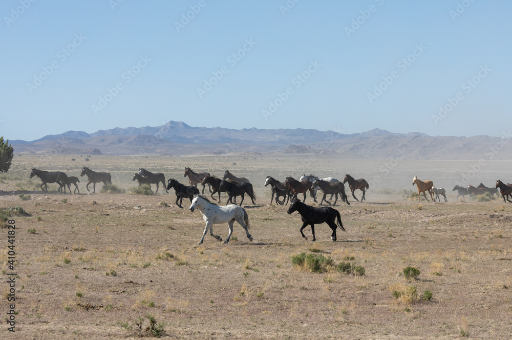 Herd of Wild Horses Runnng Across the Utah Desert Herd of Wild Horses Runnng Across the Utah Desert