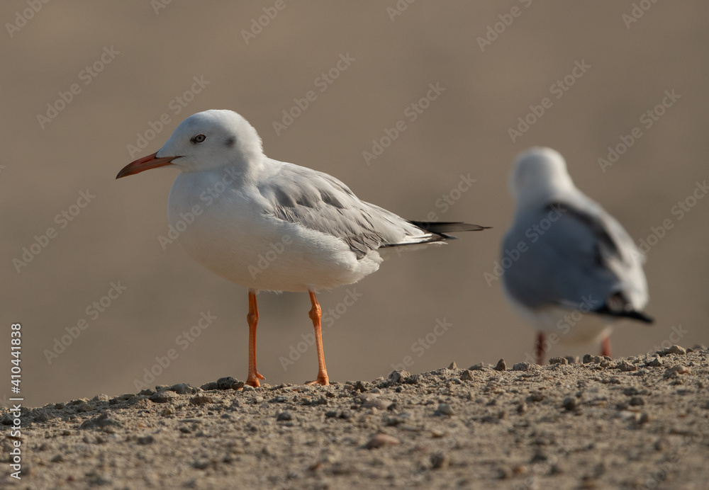 Portrait of a Slender-billed gull at Busaiteen coast of Bahrain Portrait of a Slender-billed gull at Busaiteen coast of Bahrain