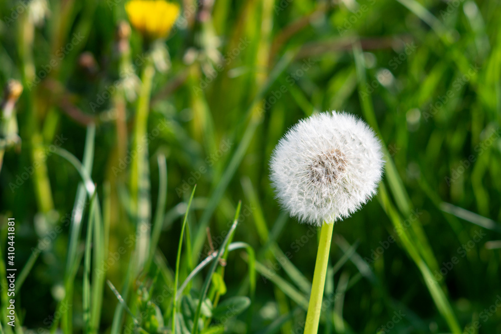 Dandelion (Taraxacum officinale), dandelion clock Dandelion (Taraxacum officinale), dandelion clock