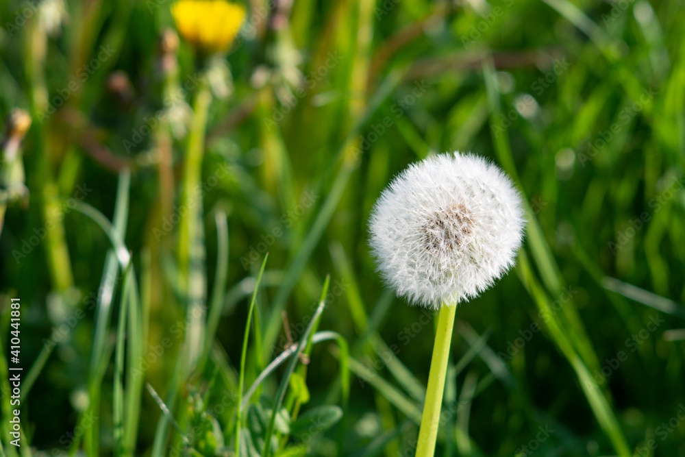 Dandelion (Taraxacum officinale), dandelion clock 