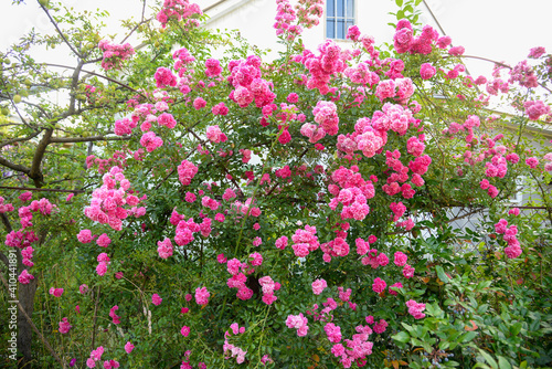 Wallpaper Mural Beautiful rose in the garden Torontodigital.ca