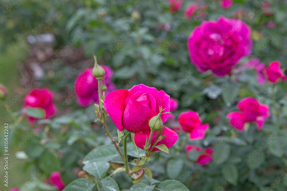 Nature Pink Rose flower background with green leaf focus selective.