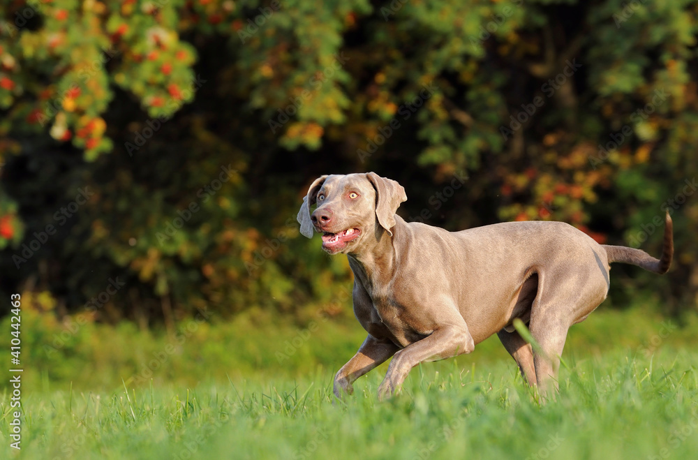Weimaraner dog, hunting dog Weimaraner dog, hunting dog