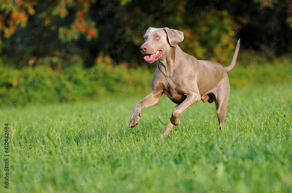 Weimaraner dog, hunting dog