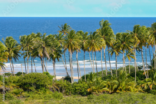 Beautiful view of idyllic beach with waves, coconut palm trees and turquoise sea in the background on sunny summer day with blue sky. Itacaré, Bahia, Brazil. Concept of travel, tourism, vacation.