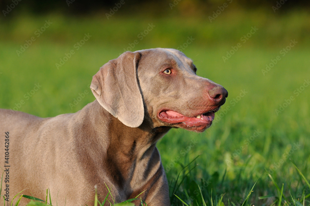 Weimaraner dog, hunting dog