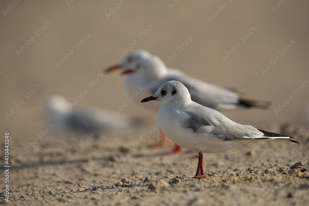 Selective focus Black-headed gull at Busaiteen coast, Bahrain Selective focus Black-headed gull at Busaiteen coast, Bahrain