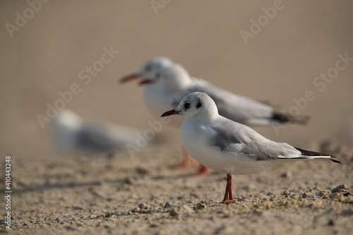 Selective focus Black-headed gull at Busaiteen coast, Bahrain