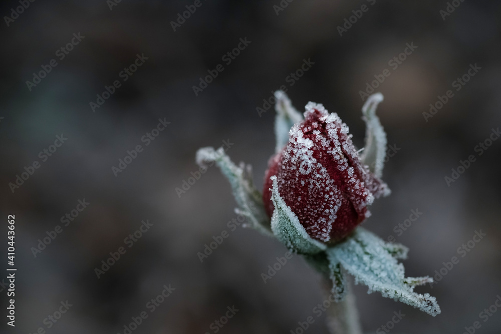 Fototapeta premium Gefrorene Rose - Winter 