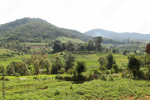 Fresh green paddy rice field terrace, Pa Pong Pieng , Mae Chaem District, Chiang Mai, Northern Thailand. photo