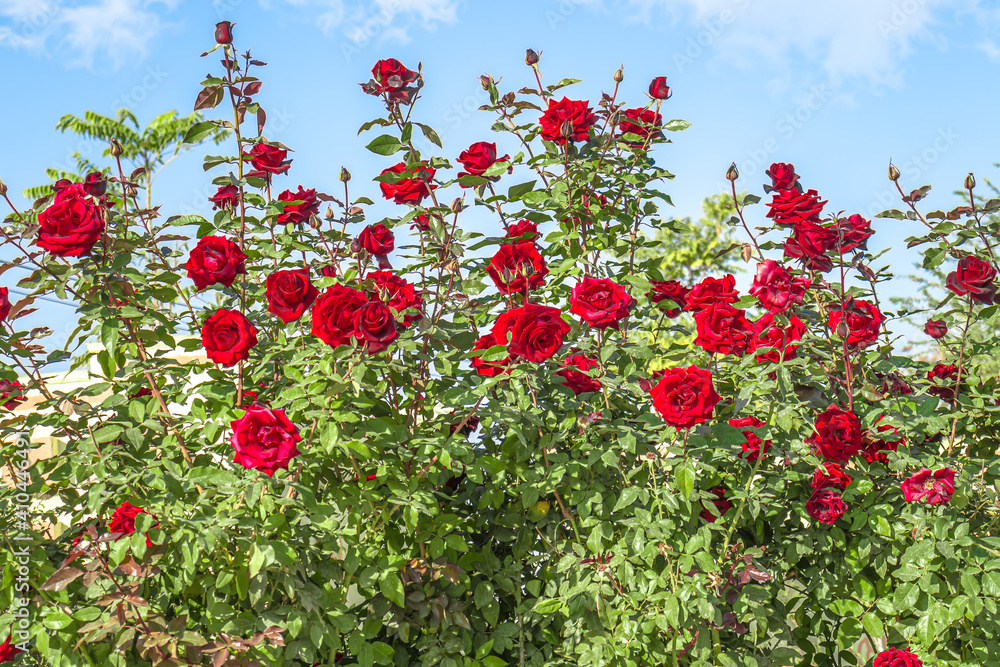 Beautiful rose bush against blue sky with white clouds Beautiful rose bush against blue sky with white clouds