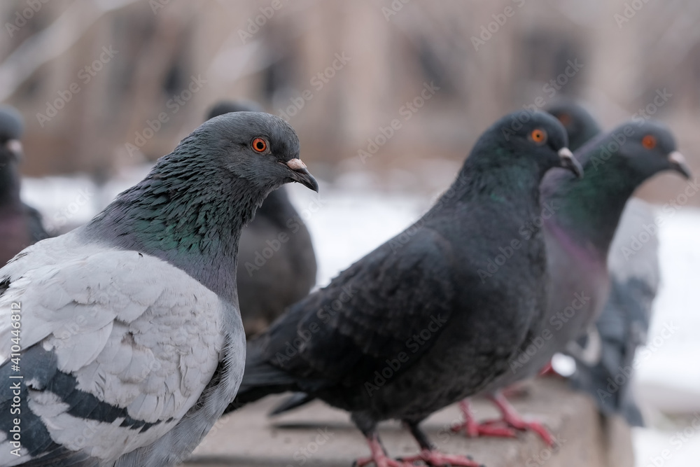 Obraz premium Wild city pigeons