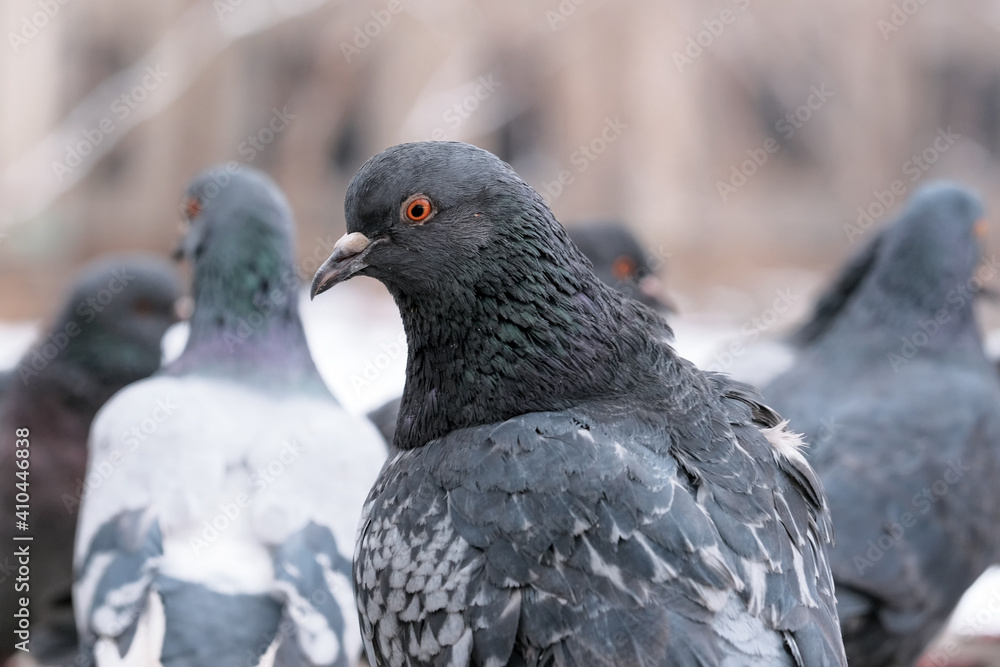 Fototapeta premium Wild city pigeons
