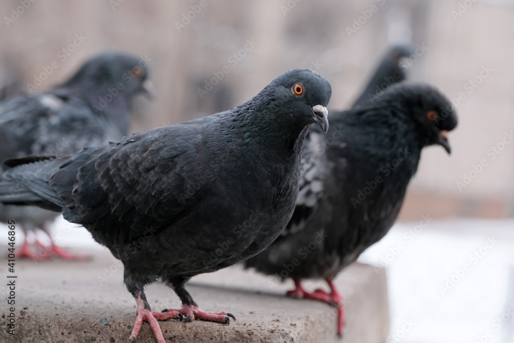 Obraz premium Wild city pigeons