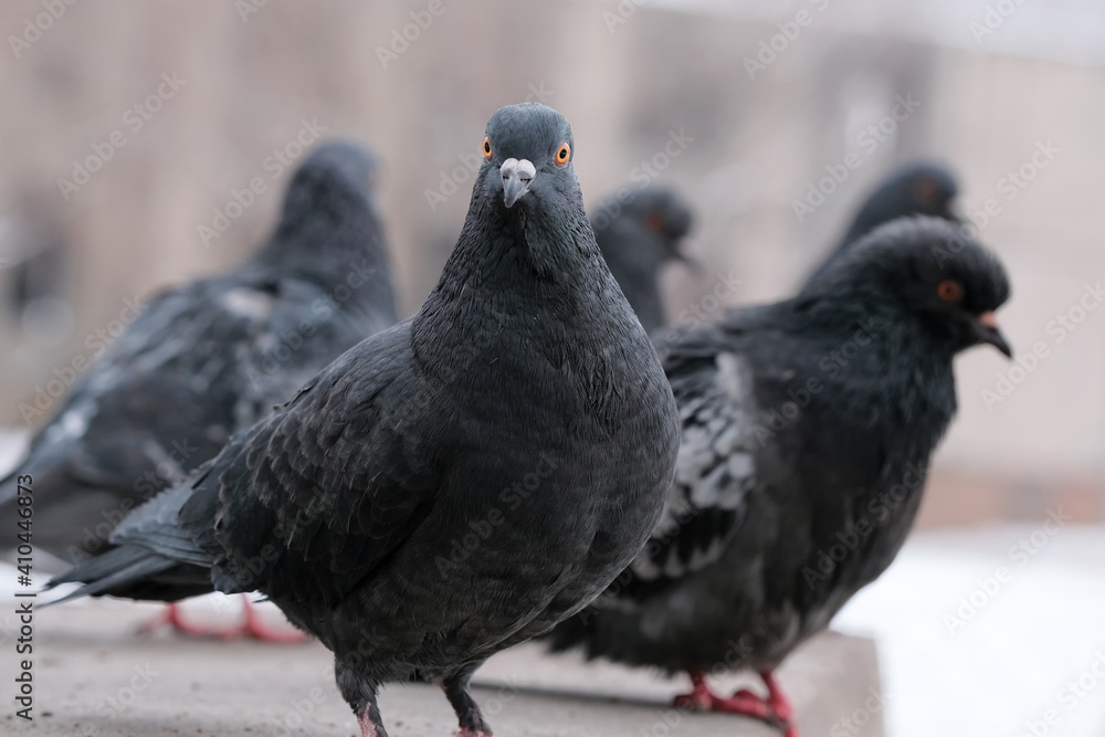 Obraz premium Wild city pigeons