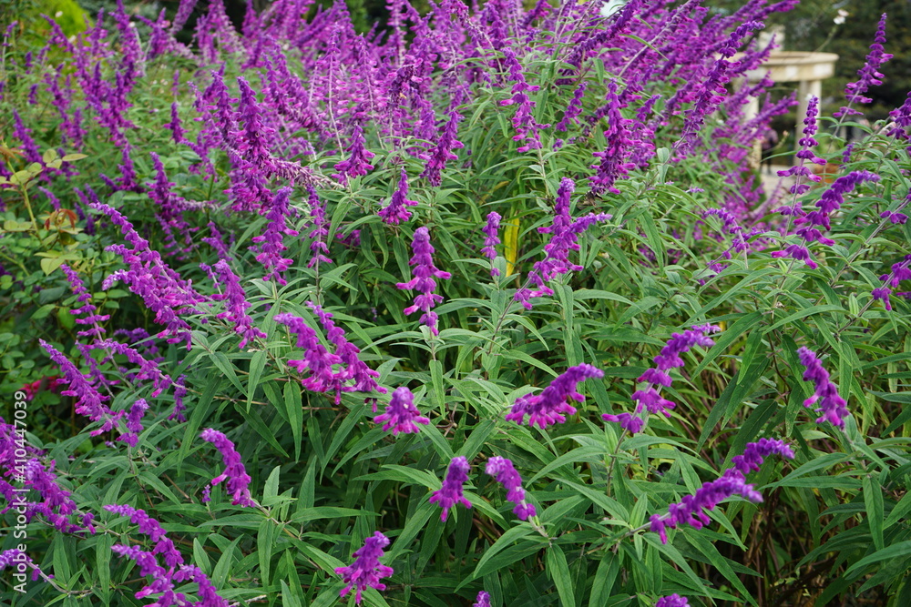 Amethyst sage or Mexican bush sage - アメジストセージ (サルビア レウカンサ)