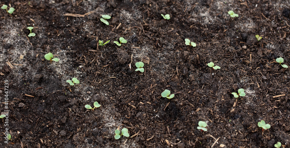 Small sprouts of radish in the ground.