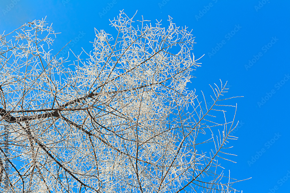 Obraz premium Rime on tree branch on blue clear sky. Nature winter background. Copy space