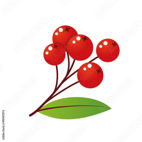 Rowan tree branch with leaf and berries. Vector illustration isolated on white background. Mountain ash summer design. Gradient fill. Bunch of mountain ash