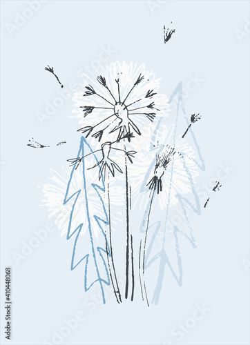 Fototapeta Naklejka Na Ścianę i Meble -  Decor printable art. Hand drawn vector illustration of dandelion flower on light blue background. Design for prints, posters, cards, textile