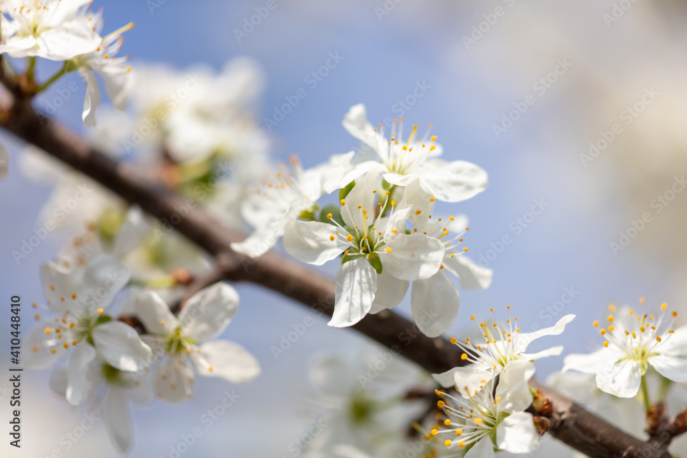 Close up of white flowers on cherry Close up of white flowers on cherry