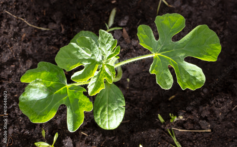 Sprout of watermelon in the ground in spring. Sprout of watermelon in the ground in spring.