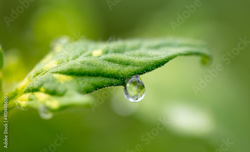 Water drops on green leaves of a plant.
